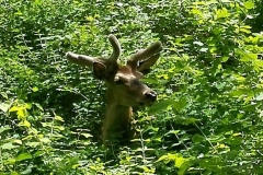 Fauna4